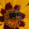 Megachile sp.